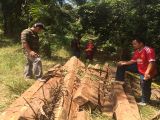 Converted timber were arrested inside oil palm plantations suspected stolen oil from forest reserve